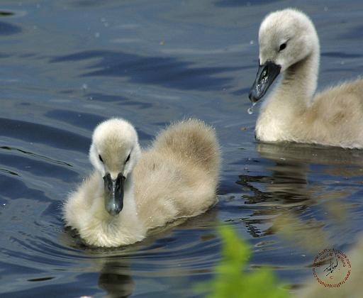Mute Swan 9R054D-115.JPG